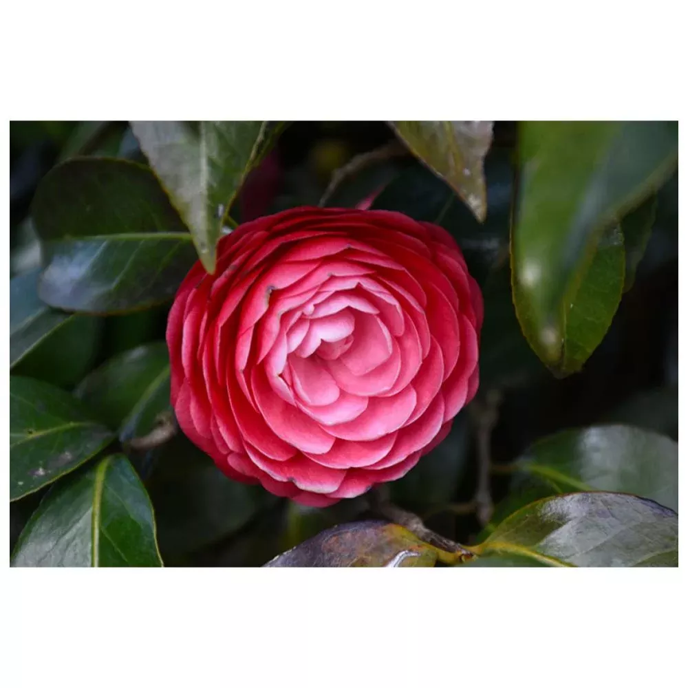 CAMELLIA Jacks #5