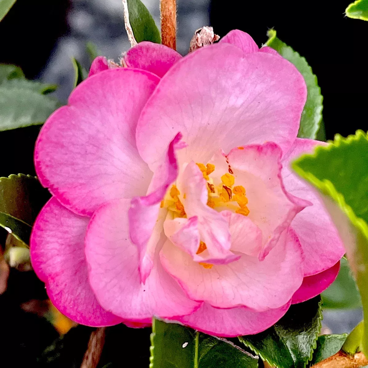 CAMELLIA October Magic Orchid #7