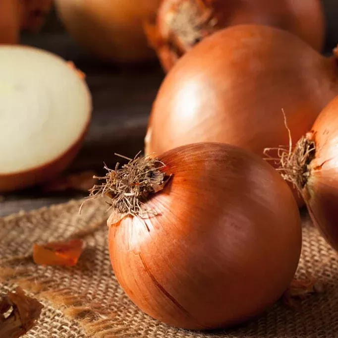 Candy Hybrid Onion F1
