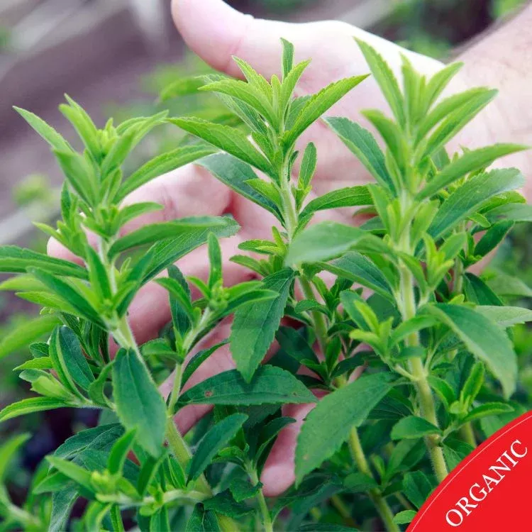 Candy Stevia