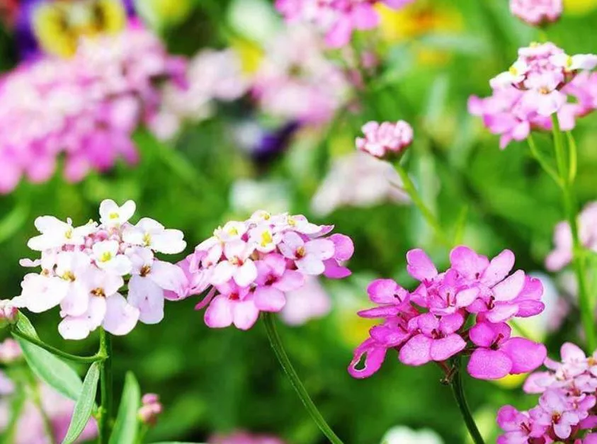 Candytuft Empress Mix