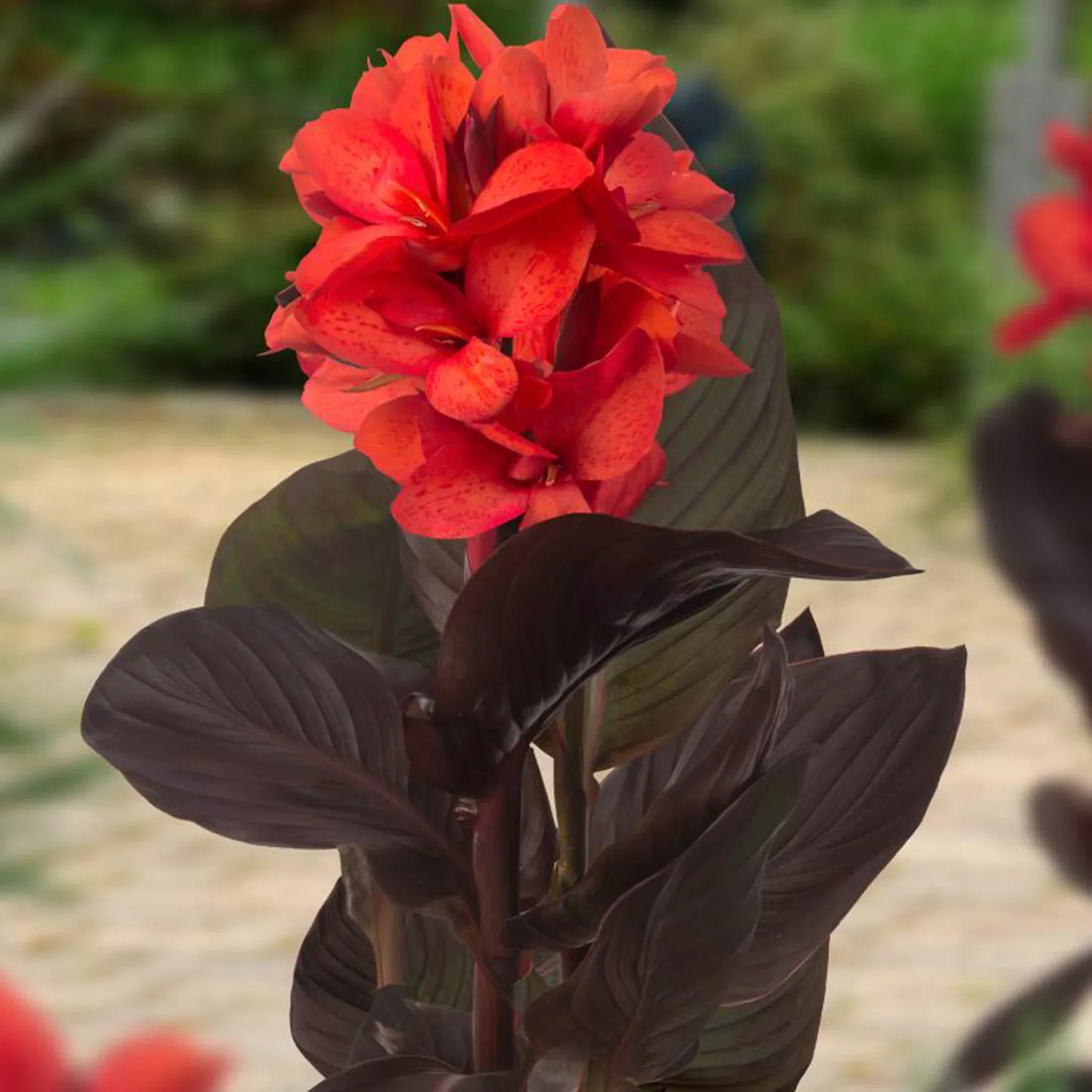 Canna, Happy Julia, Pack of 3