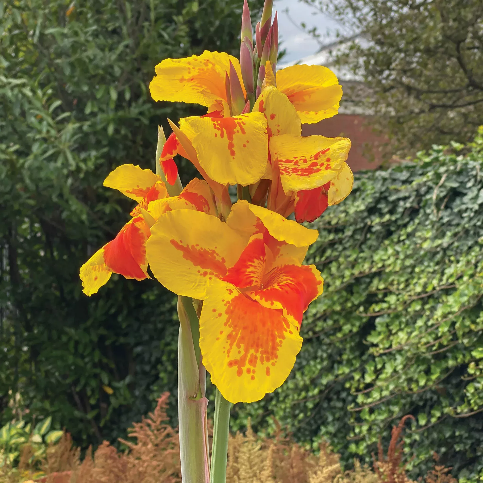 Canna, Taroudant, Pack of 3