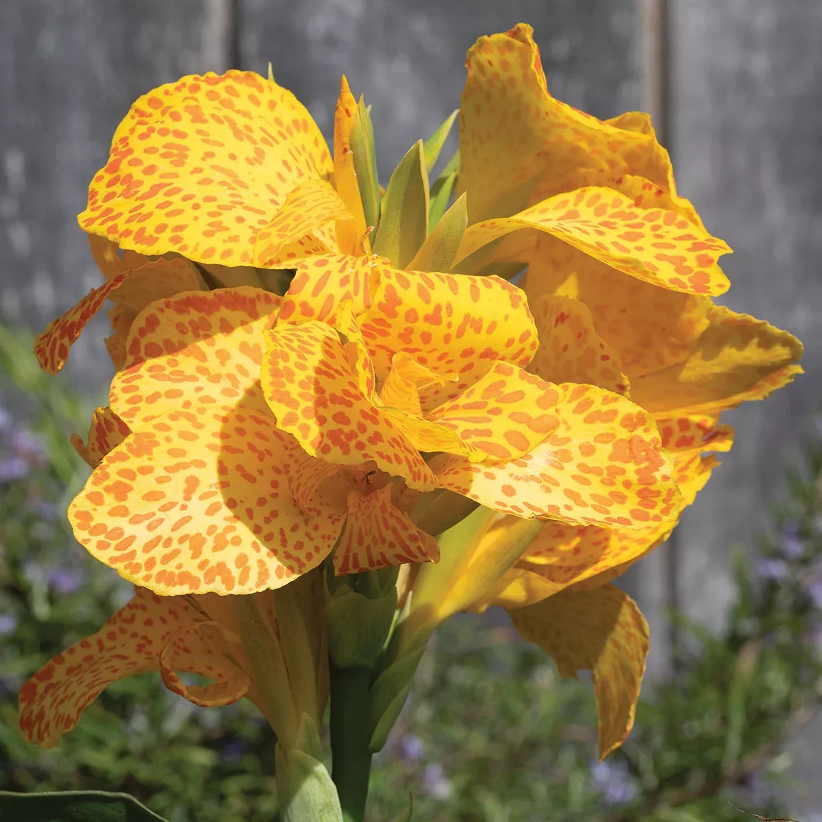 Cannova Gold Leopard Canna