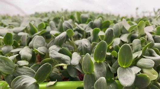 Cantaloupe Microgreens