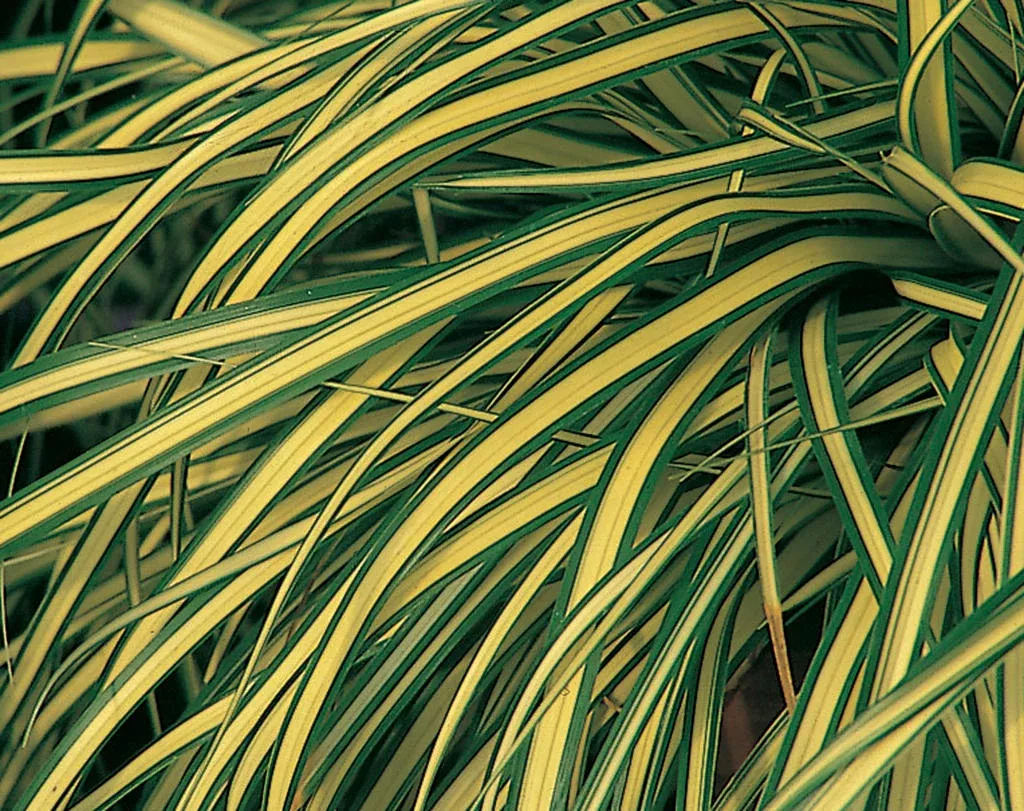 CAREX Evergold #1