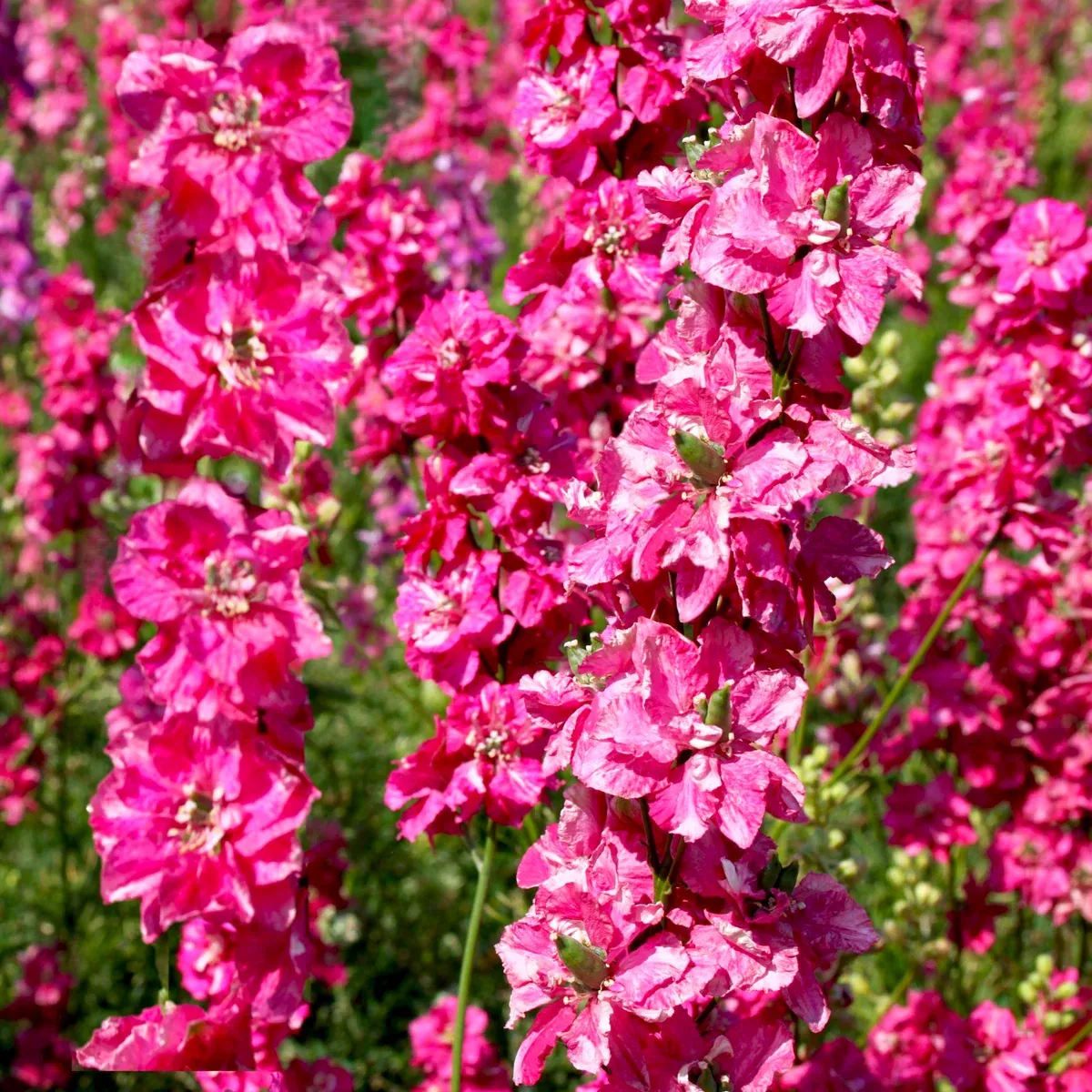 Carmine King Rocket Larkspur