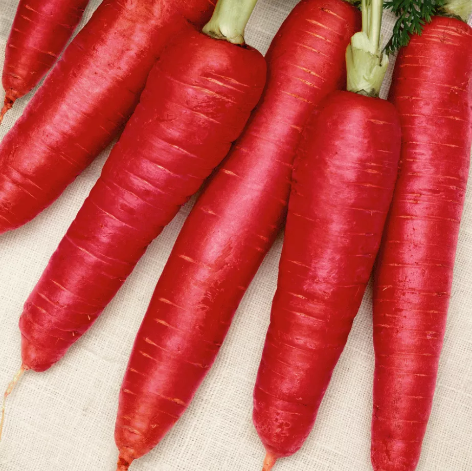 Carrot Atomic Red