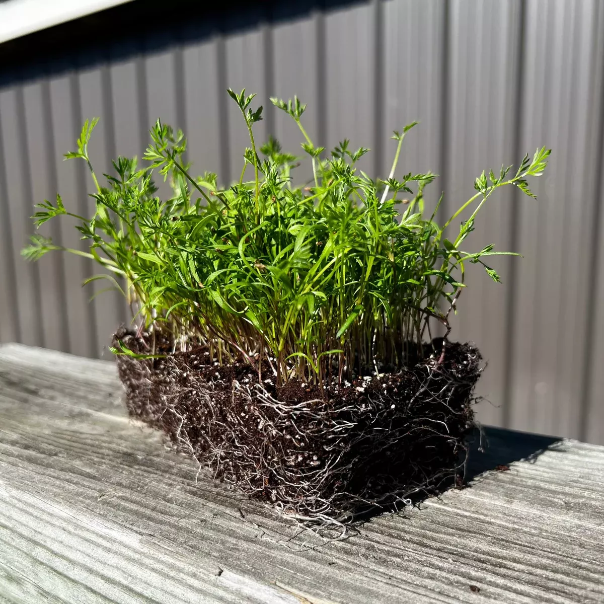 Carrot Microgreens