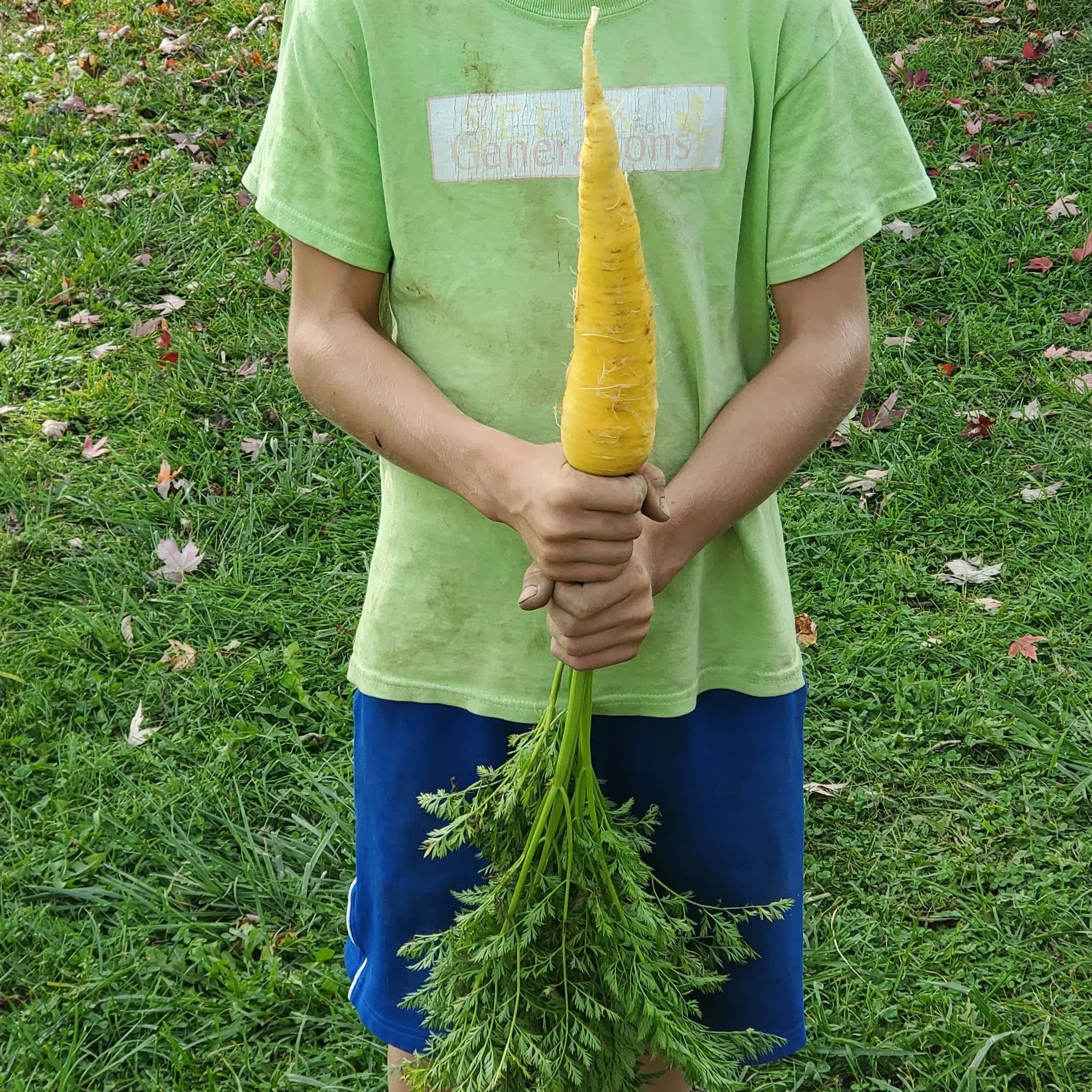 Carrot Solar Yellow