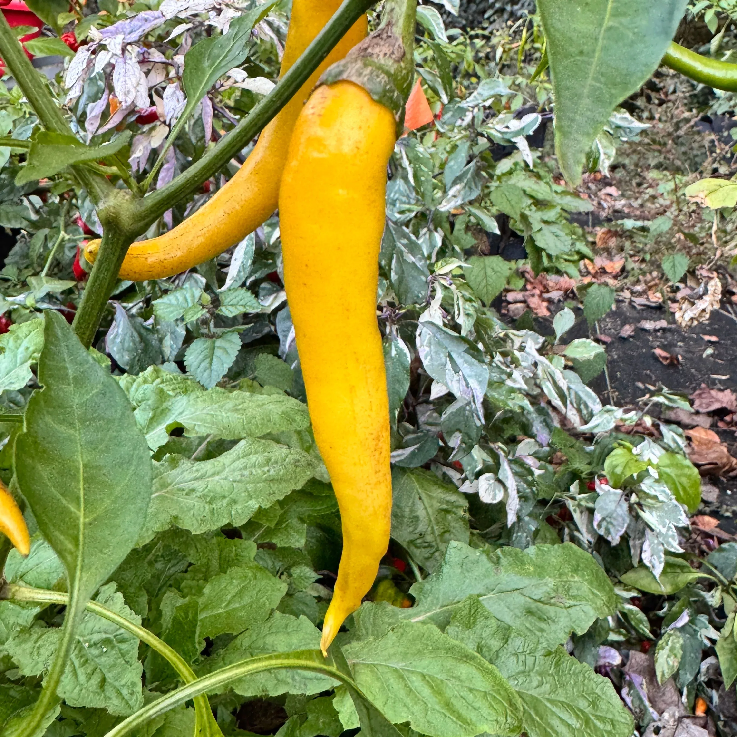 Cayenne Golden - Seeds