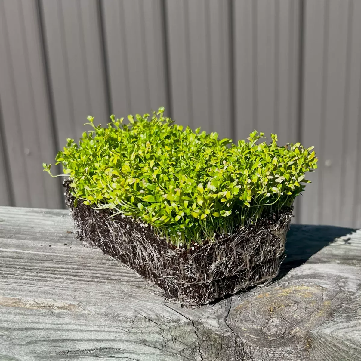 Celery Microgreens