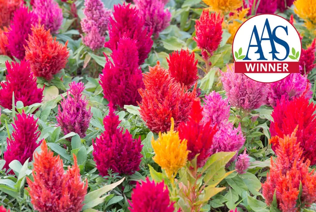 Celosia Century Mix