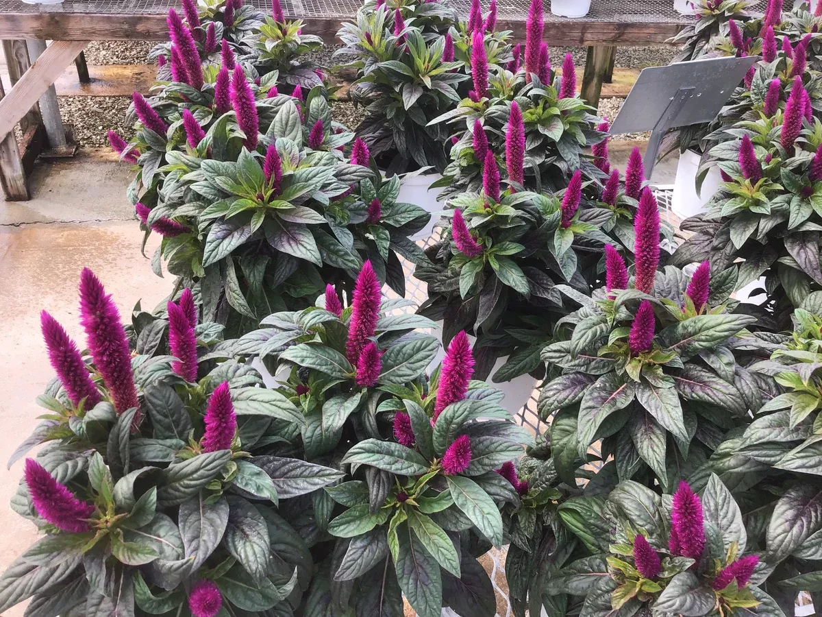 Celosia (Fall Varieties)