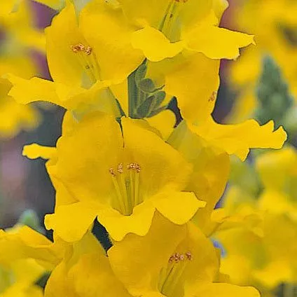 Chantilly Yellow