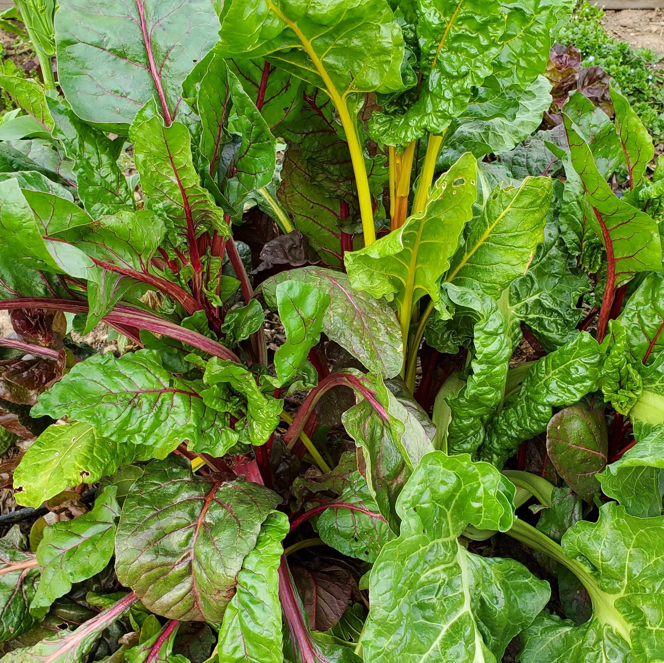 Chard Five Color Silverbeet Organic