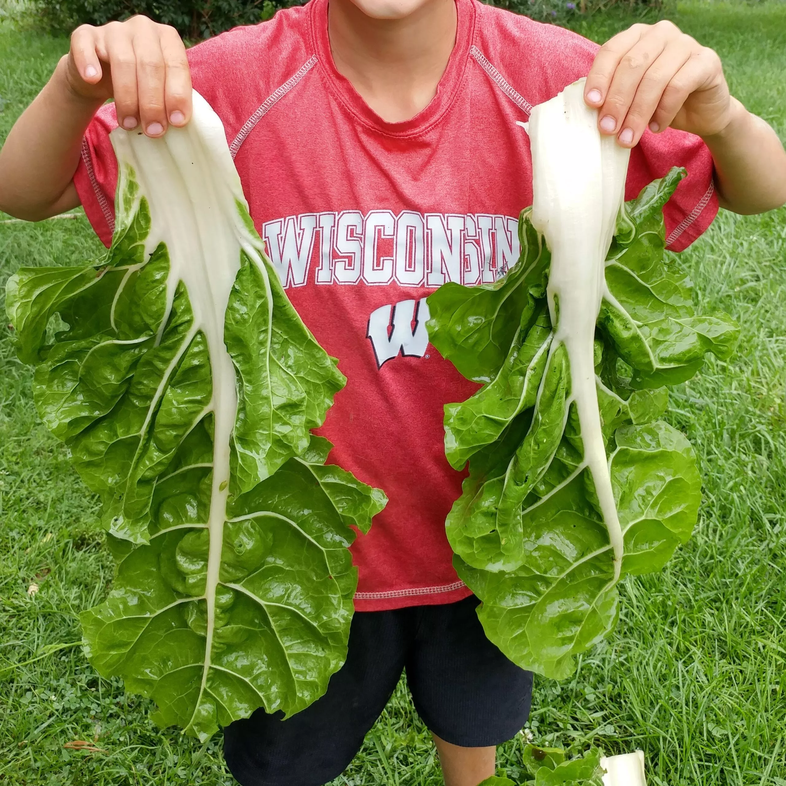 Chard Fordhook Giant