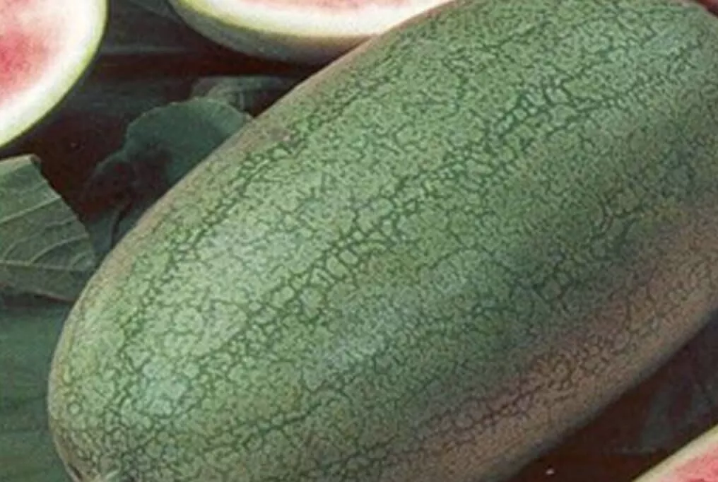 Charleston Gray Watermelon