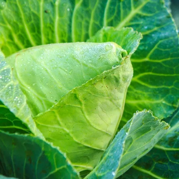 Charleston Wakefield Cabbage