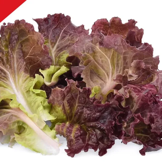 Cherokee Lettuce