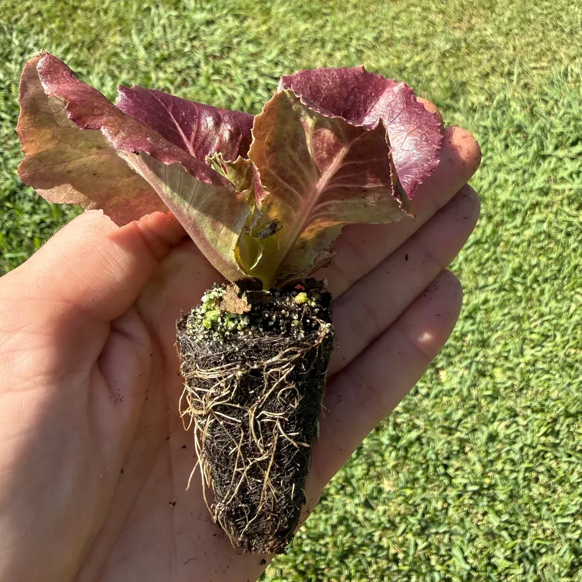 Cherokee Red Lettuce Starter Plants