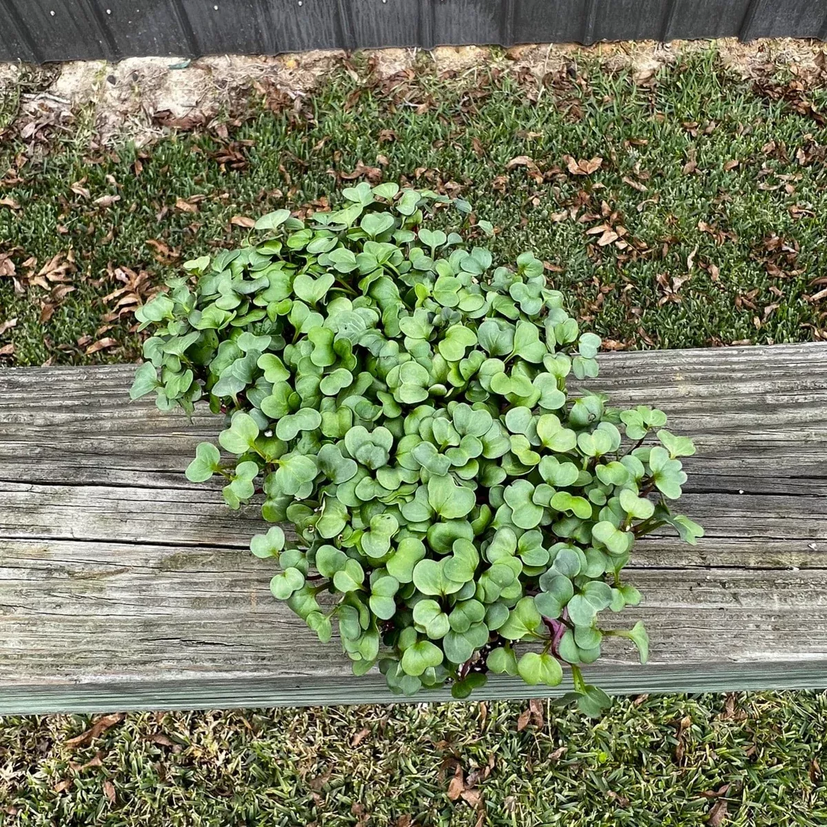 Cherry Belle Radish Microgreens