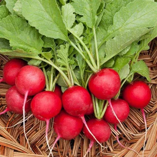 Cherry Belle Radish