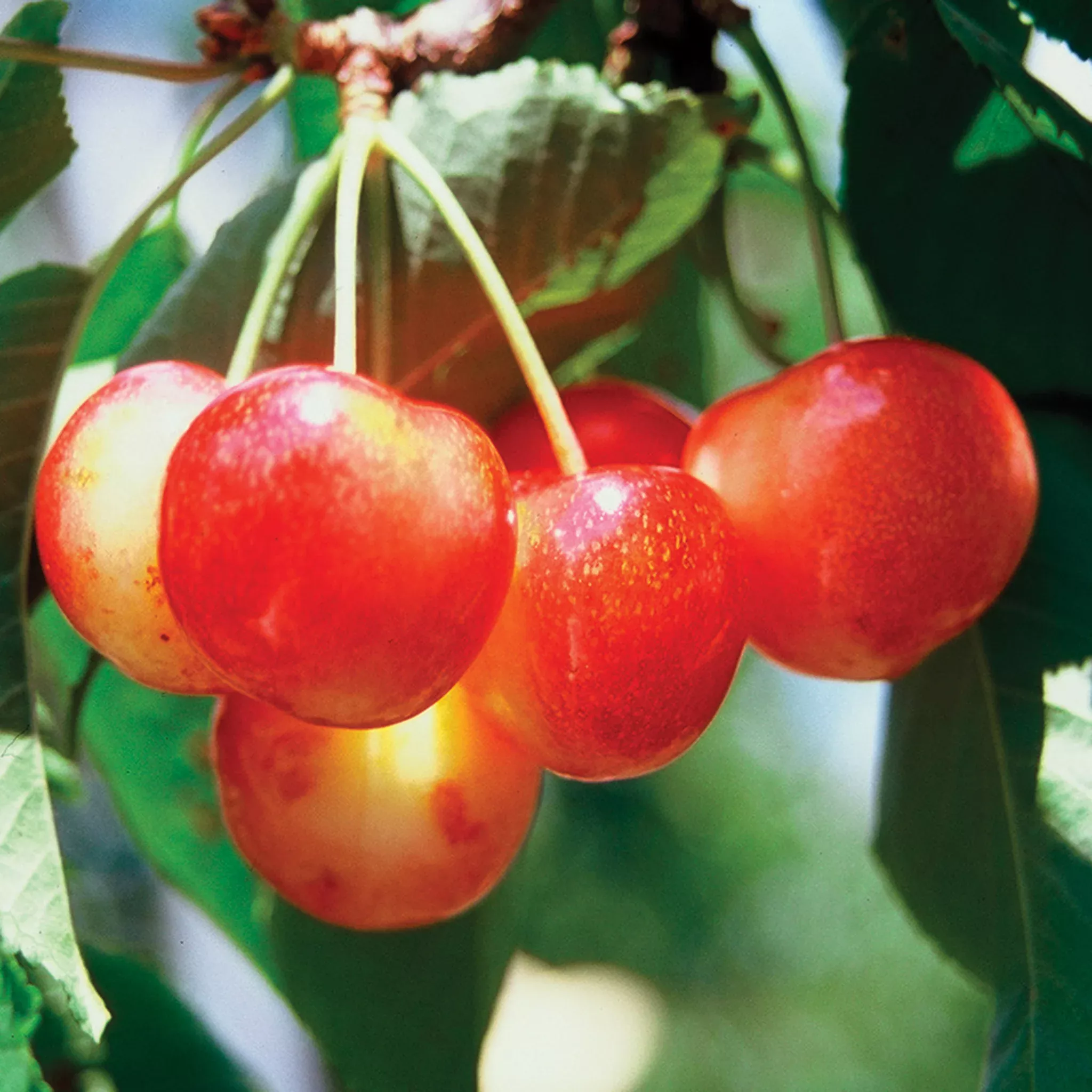 Cherry, Dwarf, Sweet, WhiteGold