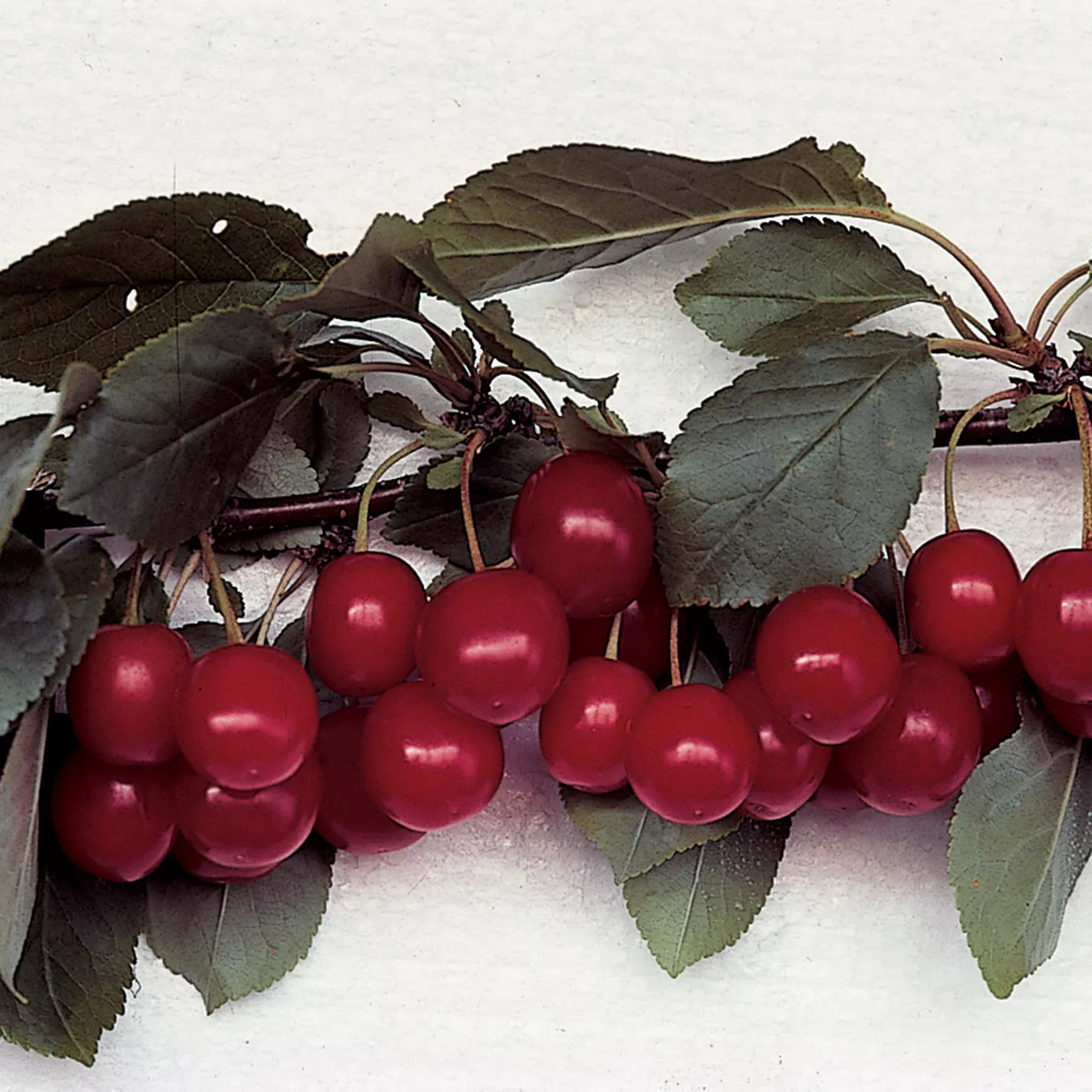 Cherry, Meteor