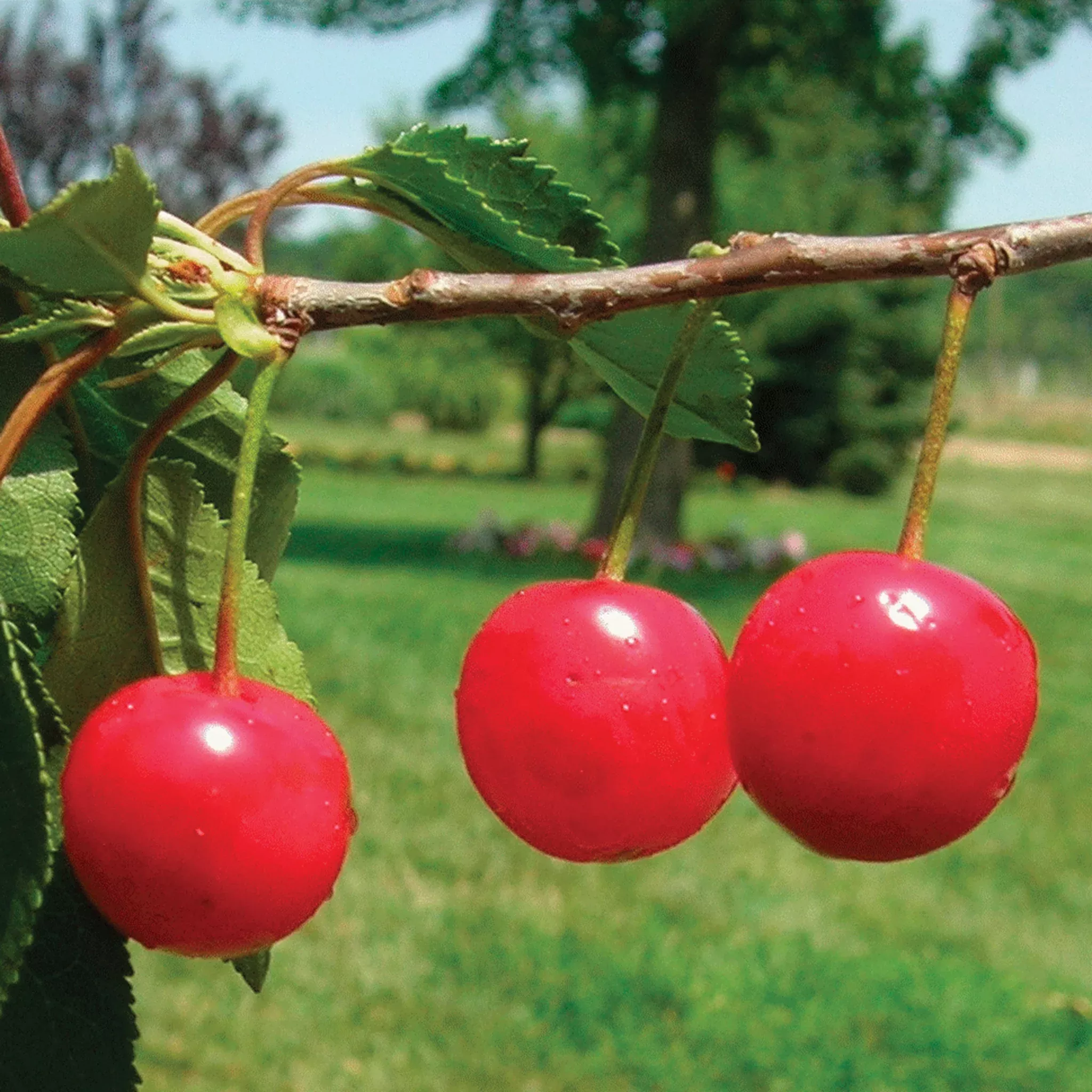 Cherry, Montmorency