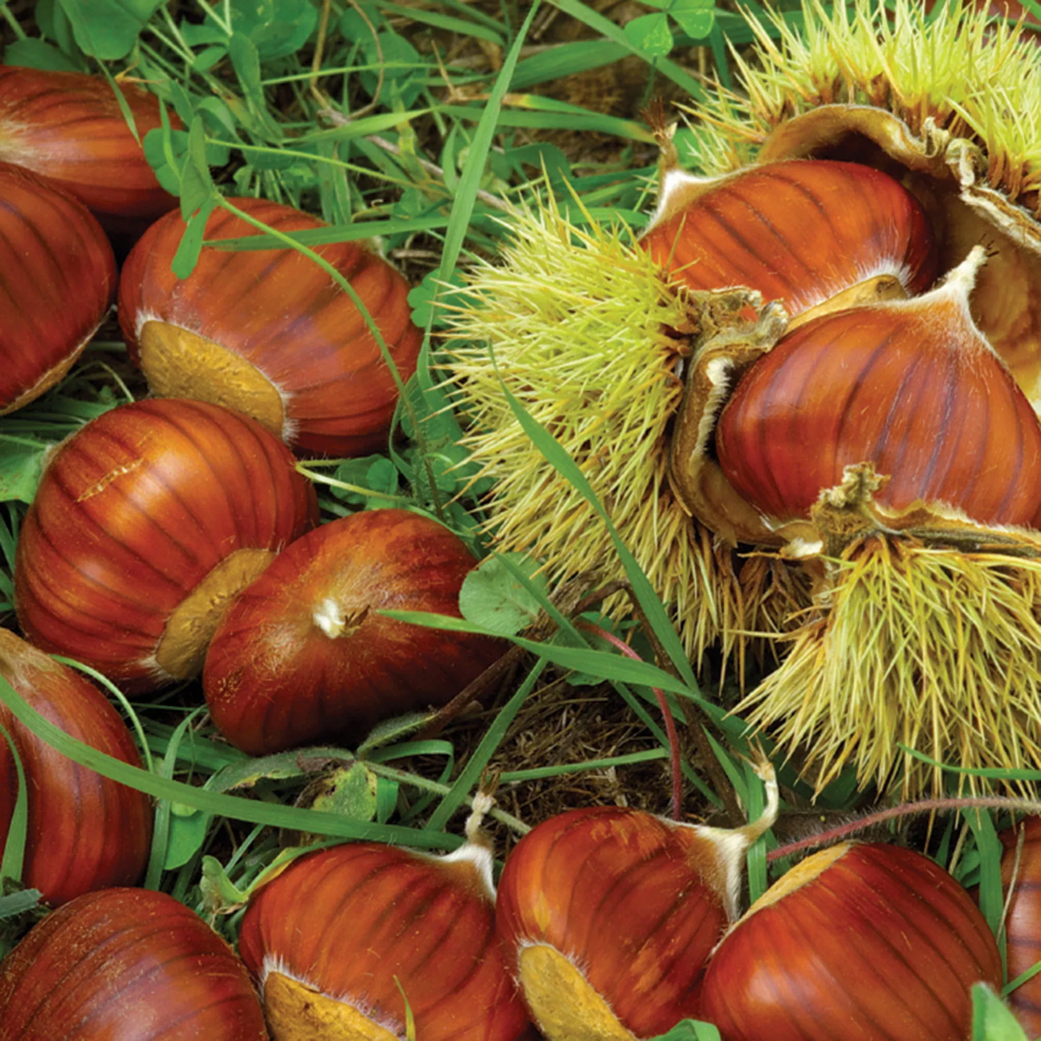 Chestnut, Chinese