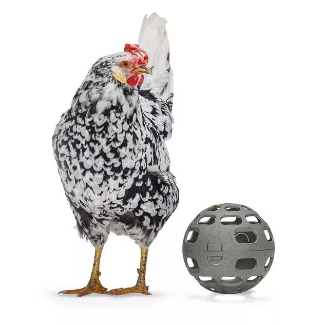 Chicken Snack Ball – 100% Recycled, Foraging & Play Feeder