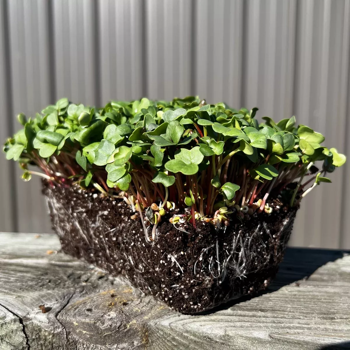 China Rose Radish Microgreens