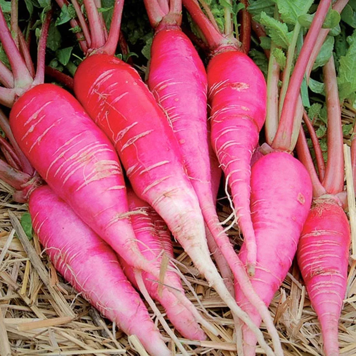 China Rose Radish