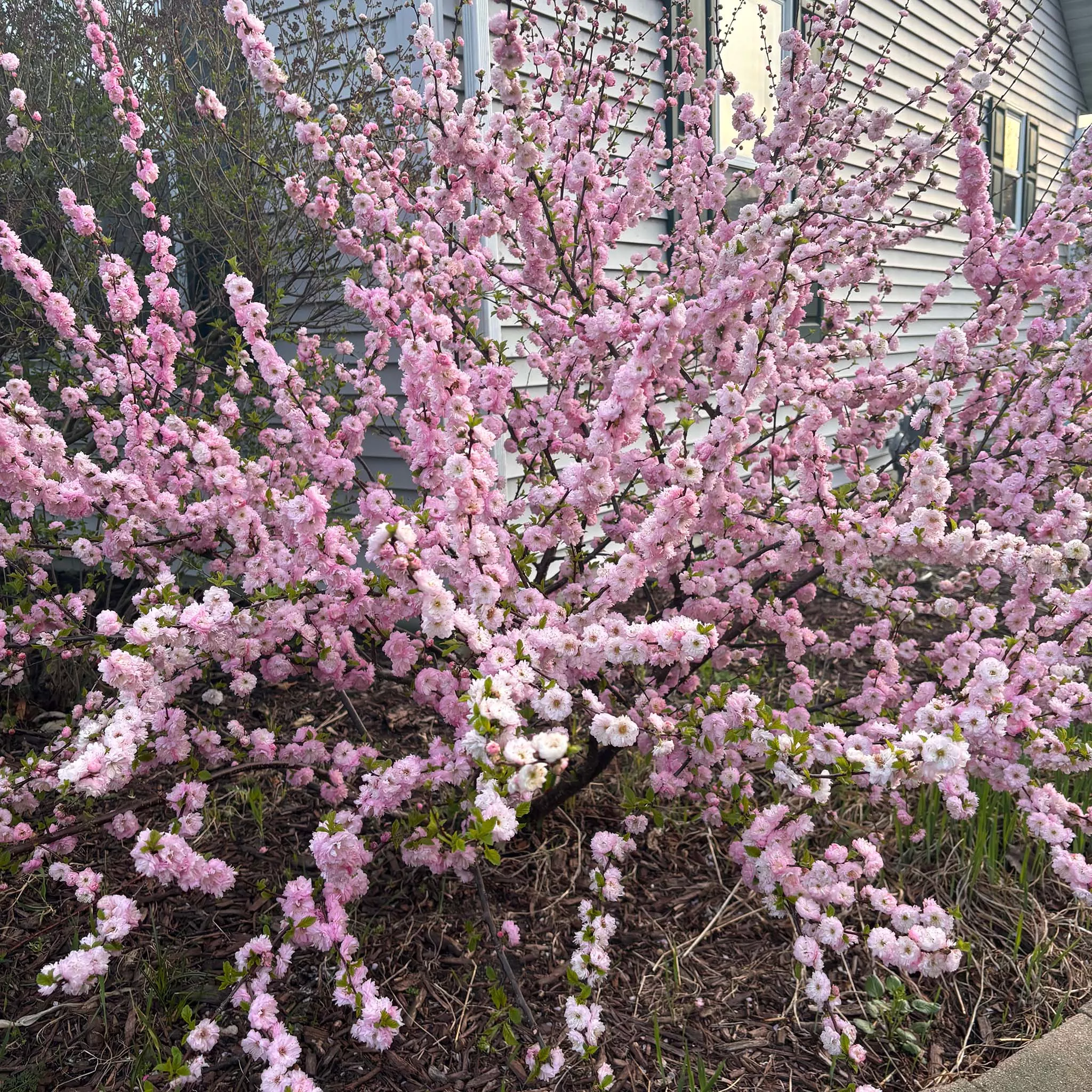 China Rose Tree