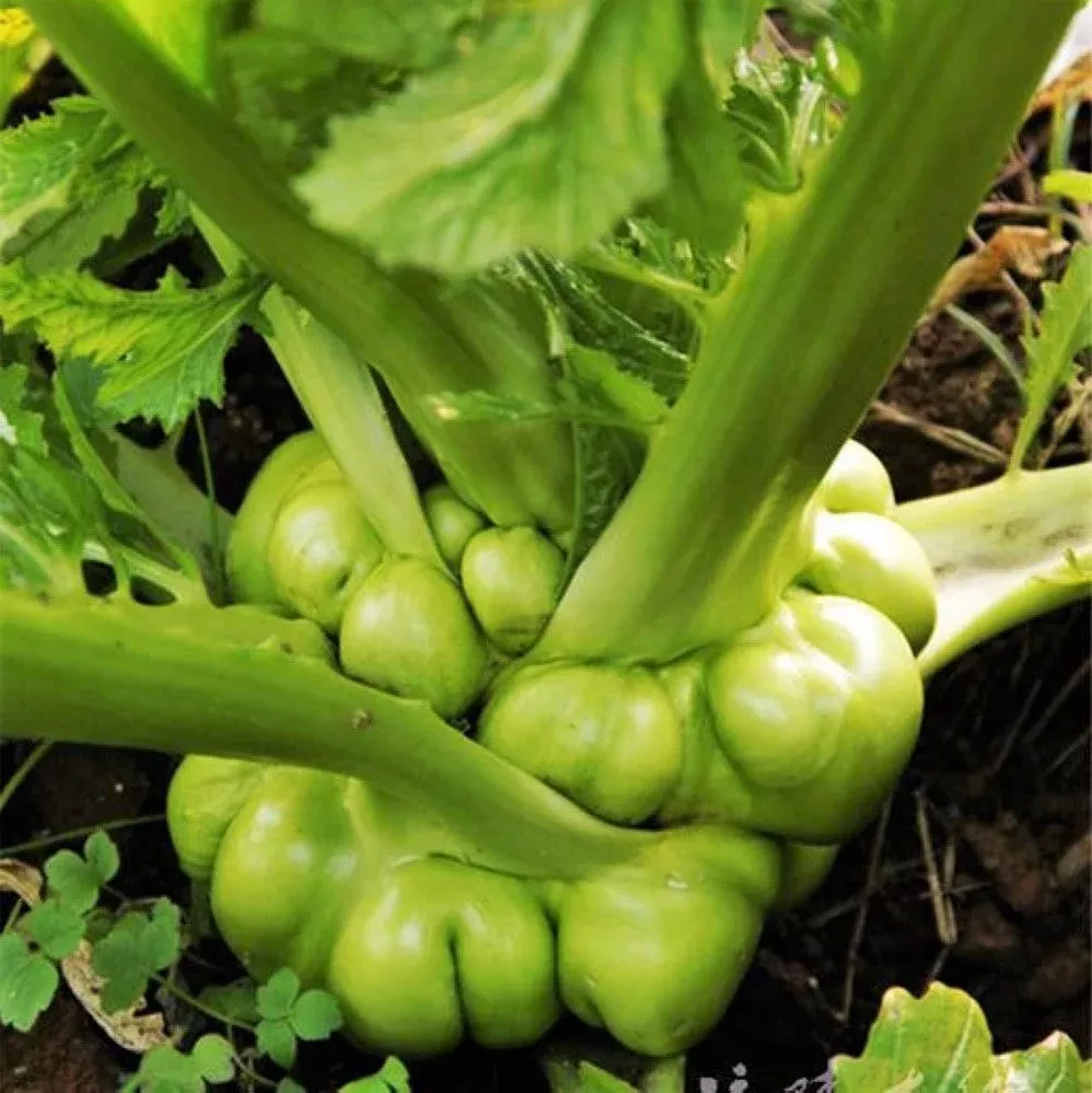 Chinese Stem Mustard Tuber