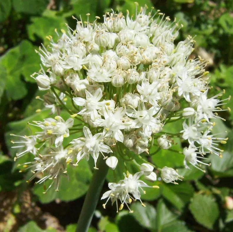 Chives Garlic