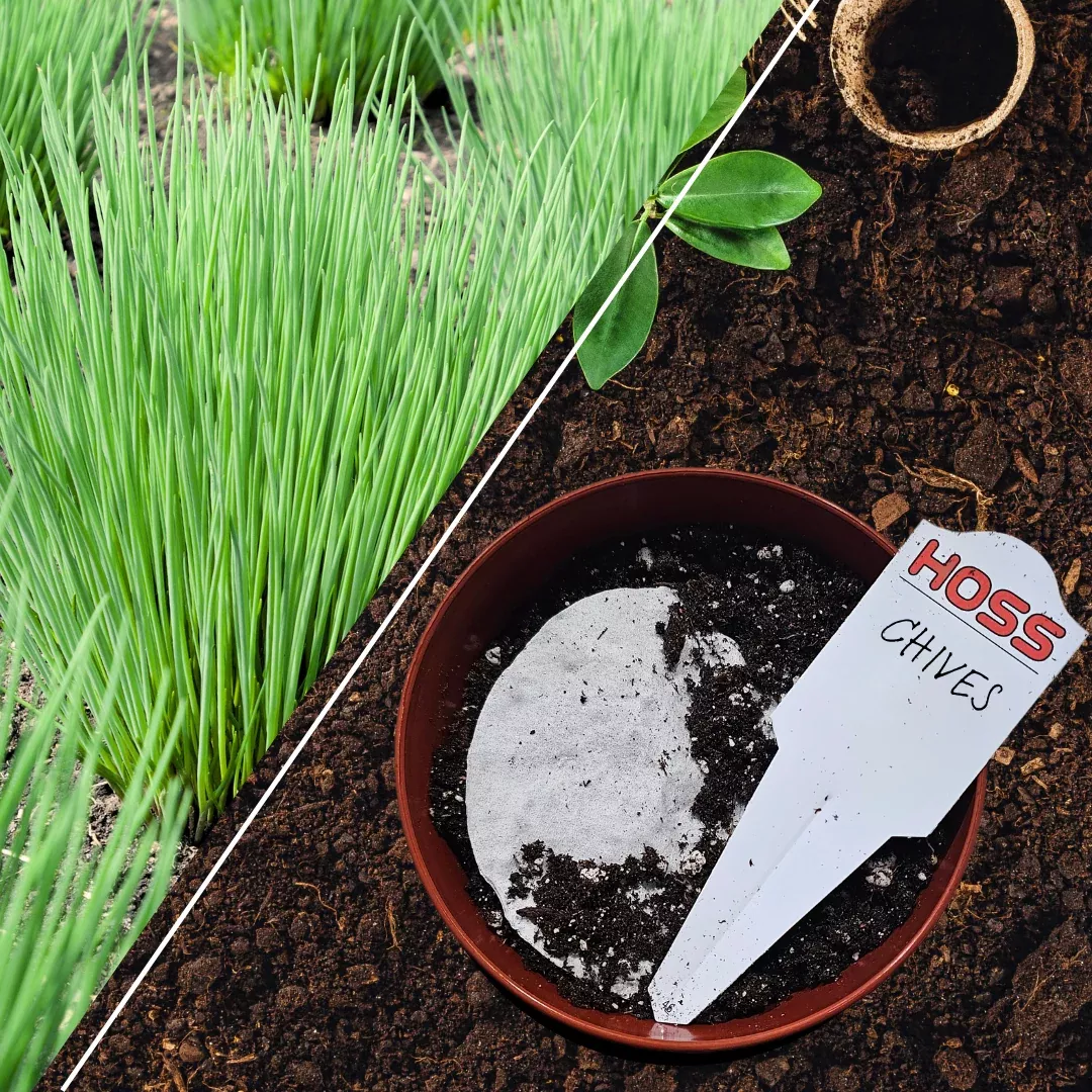 Chives Seed Disk