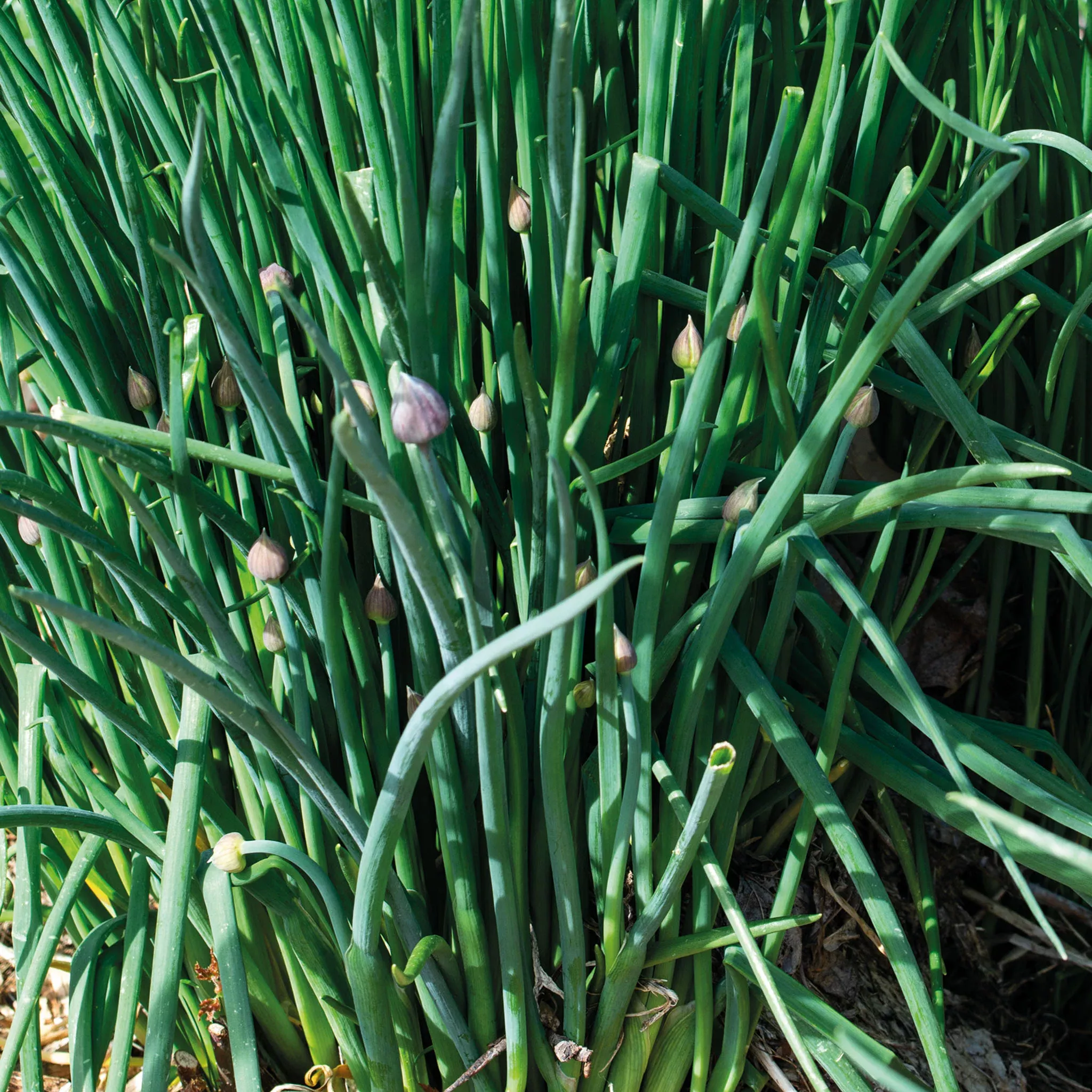 Chives