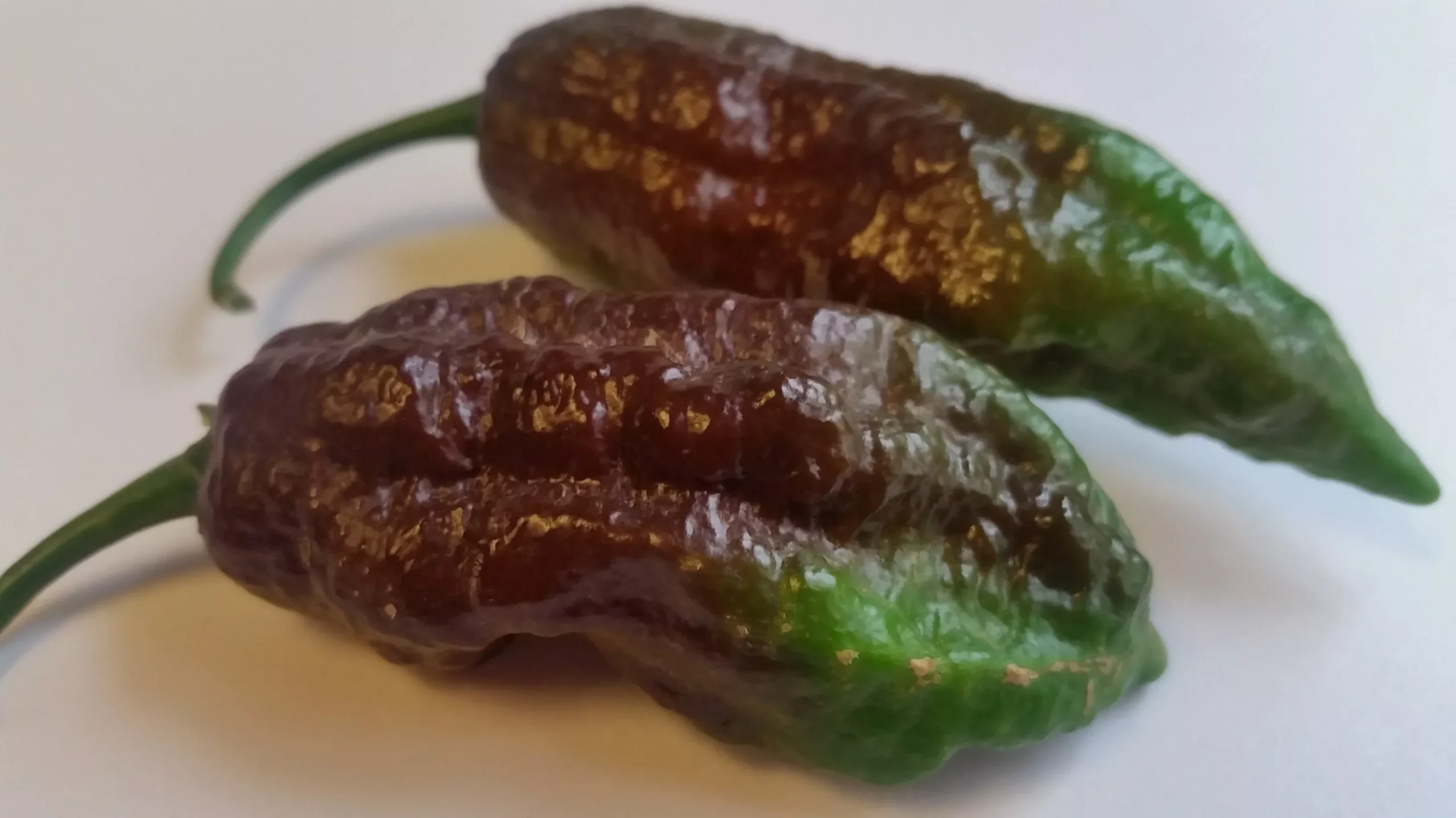 Chocolate Fatalii- Seeds