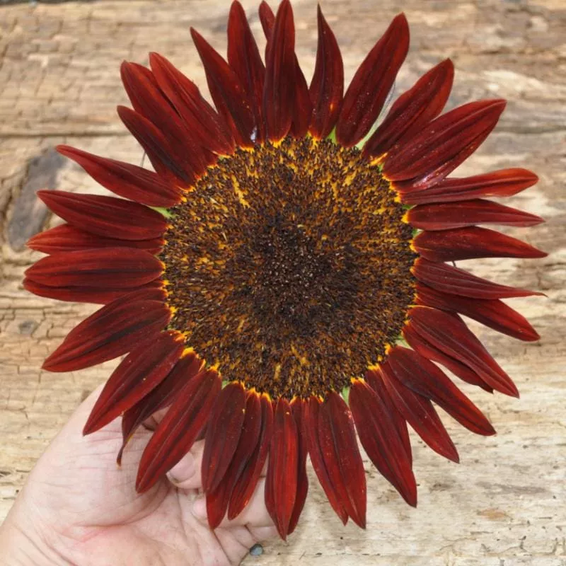 Chocolate Sunflower