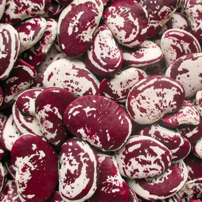 Christmas Lima Pole Bean Seed