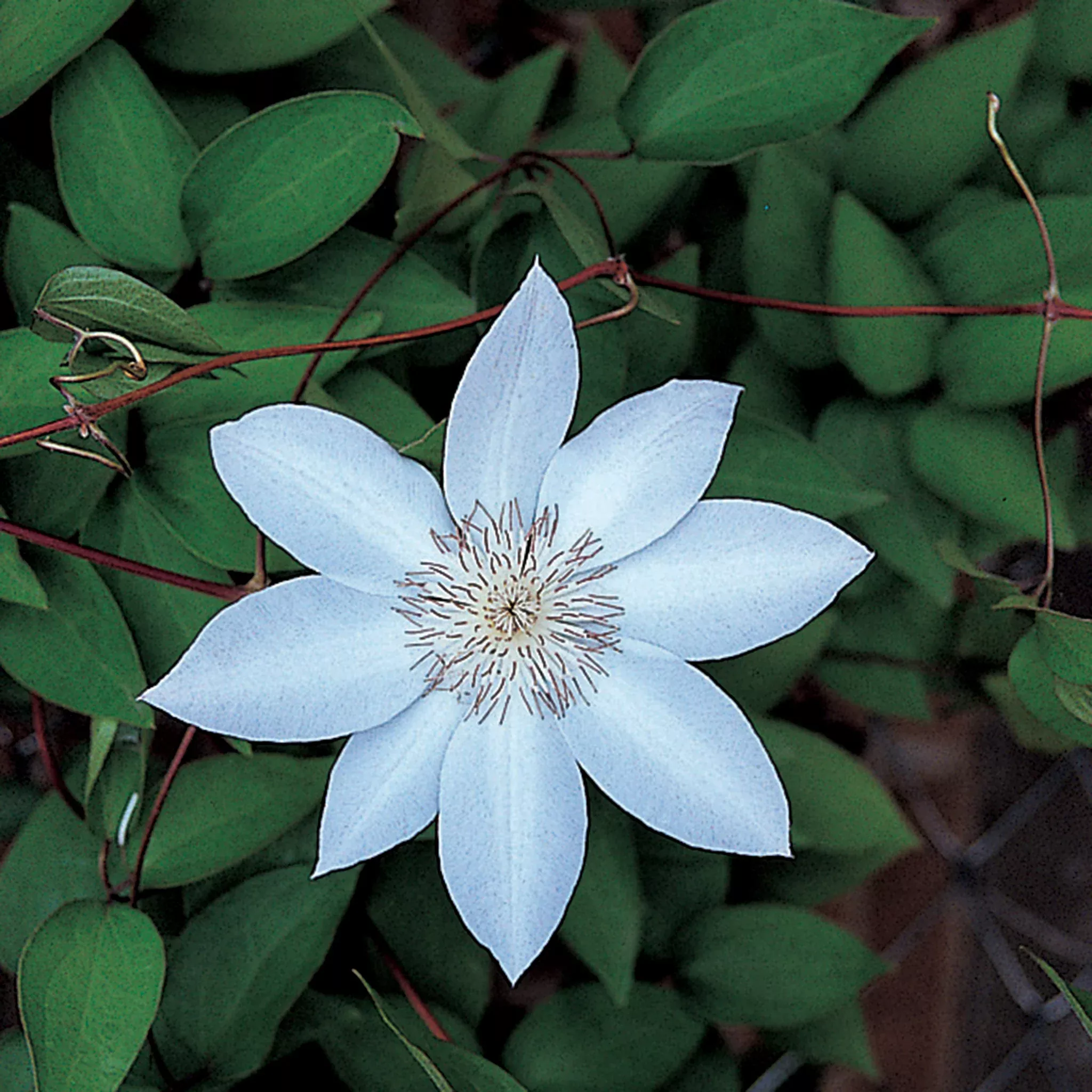 Clematis, Henryi