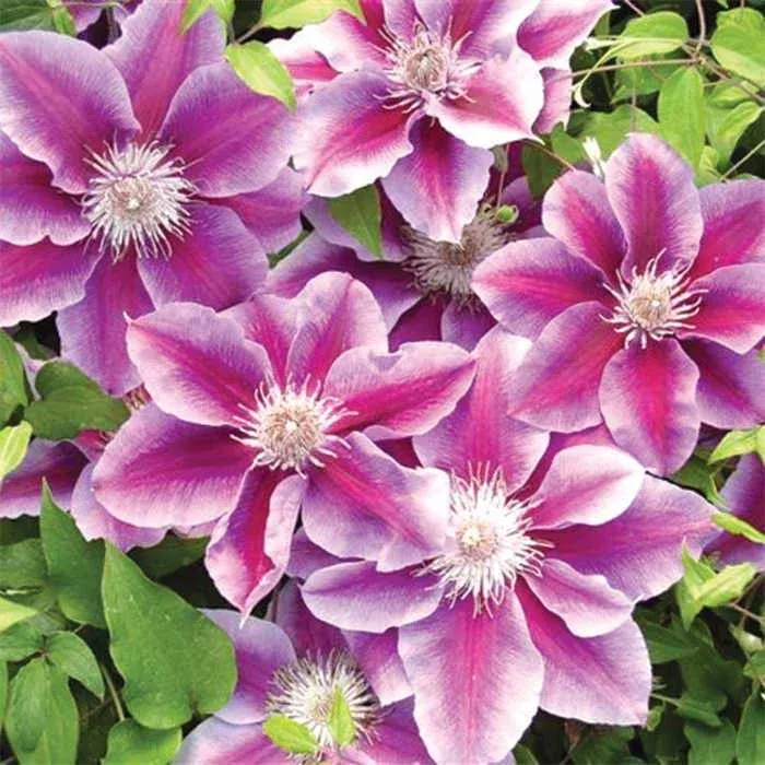 Clematis Kilian