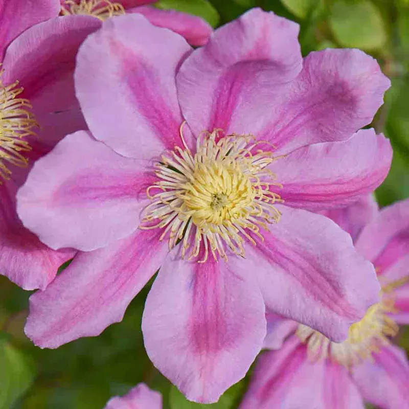 Clematis 'Pink Beauty'