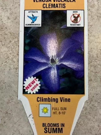 Clematis Purple Star