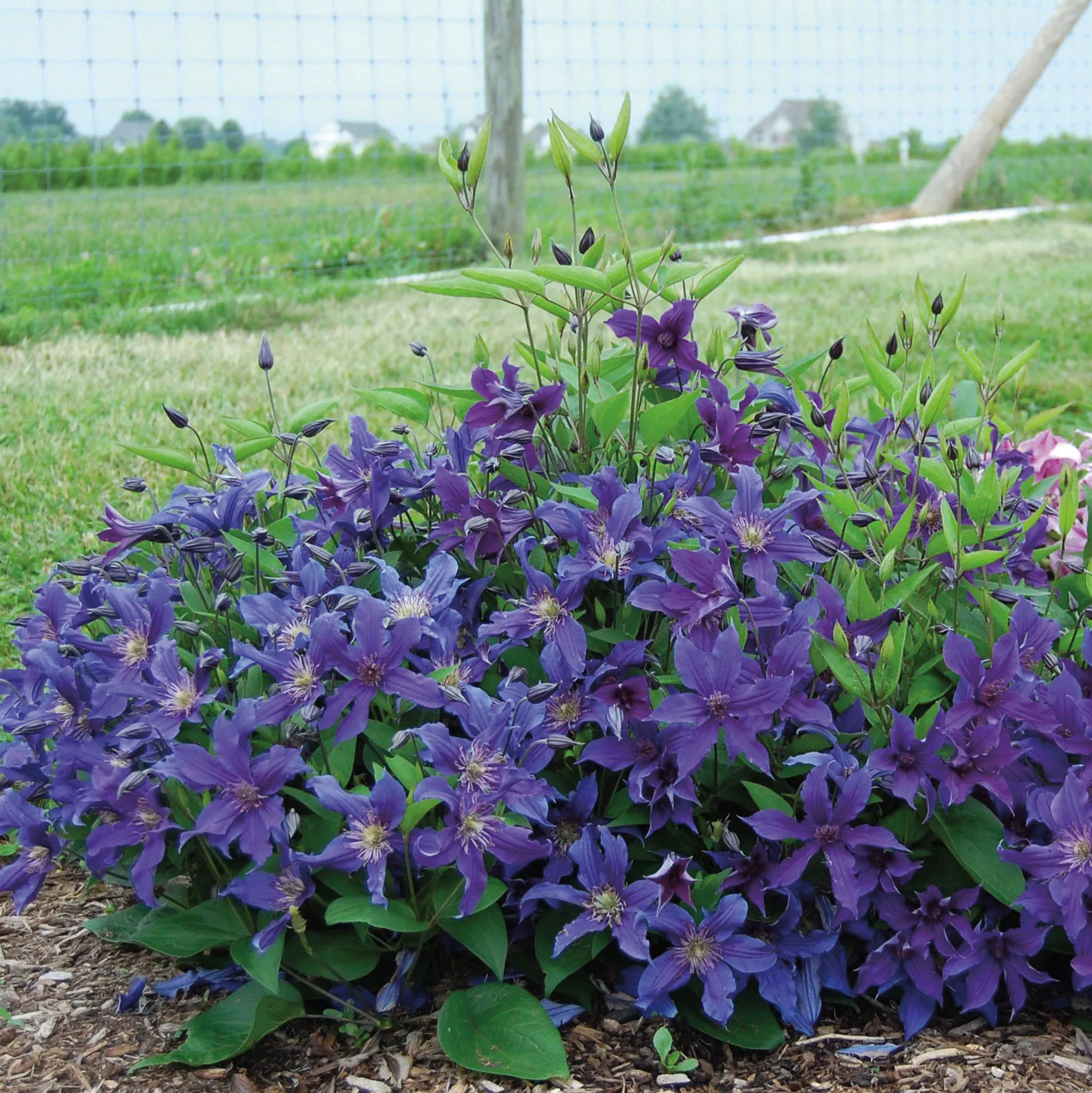 Clematis, 'Sapphire Indigo™'