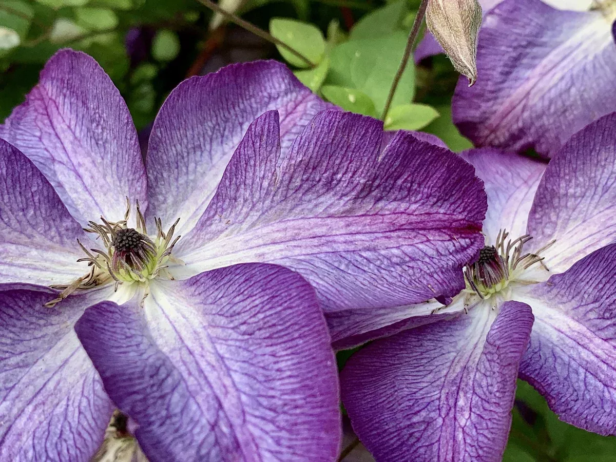 Clematis Viticella Venosa Violeacea