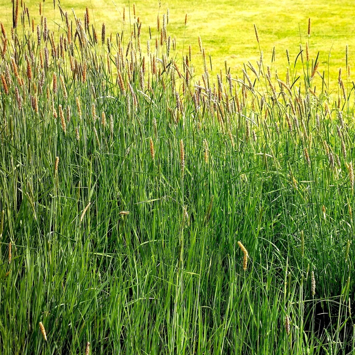 Climax Timothy Grass