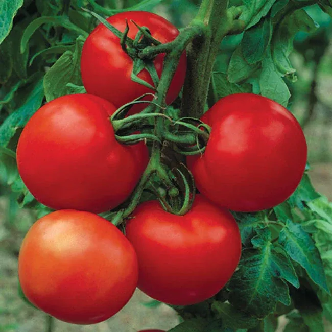 Cobra Tomato